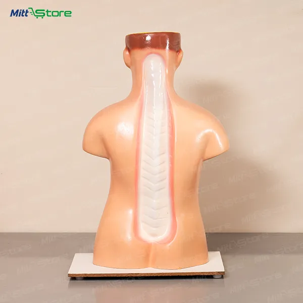 Human Anatomy Model | Educational Body Structure Learning Toy for Kids | Body Organs Model For Kids