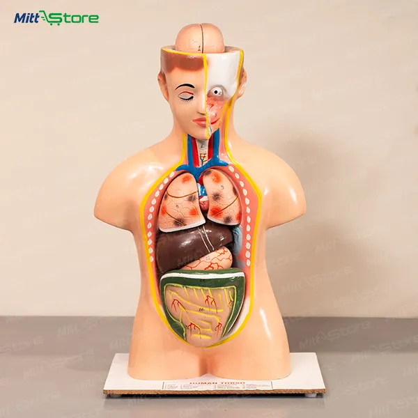 Human Anatomy Model | Educational Body Structure Learning Toy for Kids | Body Organs Model For Kids