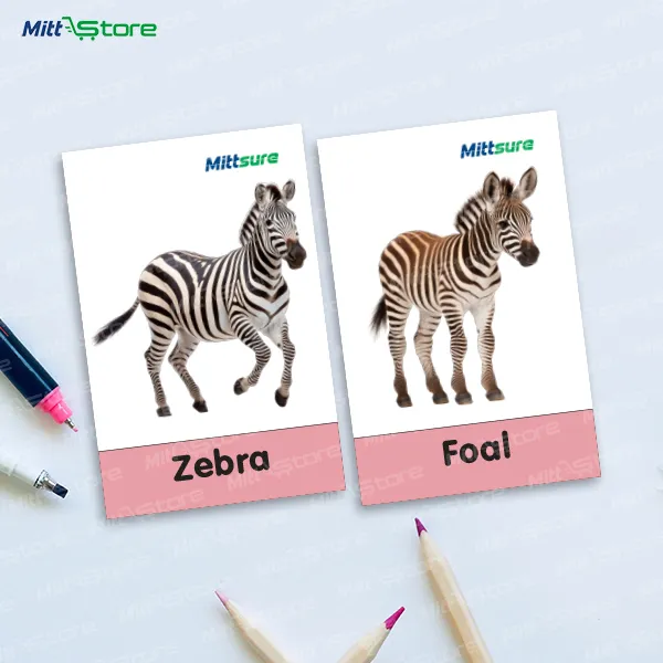 Box of 55 Flashcards - Animals & Babies, Sports Equipment, and Places Around Us