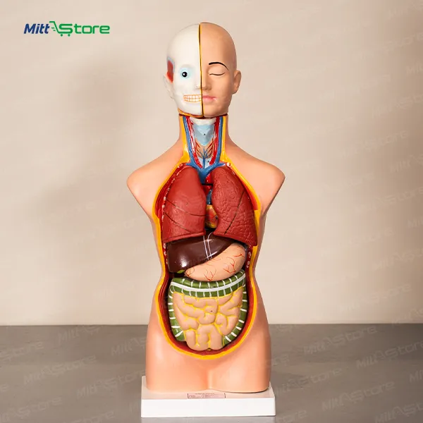 3D Human Organ Anatomy Model with Magnetic Parts | Bisexual Anatomical Model for Medical Education | 3D Human Body Anatomy Study Aid for Schools, Colleges, Nursing Training | 4 -11 Years |  All Ages  