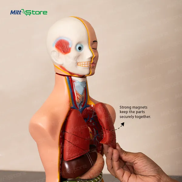 3D Human Organ Anatomy Model with Magnetic Parts | Bisexual Anatomical Model for Medical Education | 3D Human Body Anatomy Study Aid for Schools, Colleges, Nursing Training | 4 -11 Years |  All Ages  