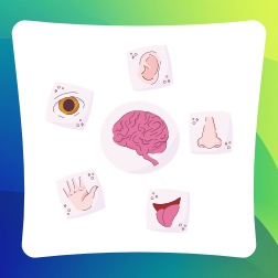 Sensory Integration